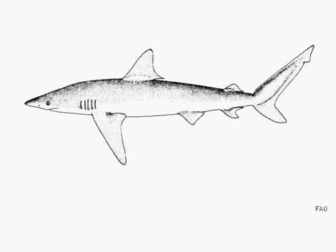 Слика од Carcharhinus brachyurus (Günther 1870)