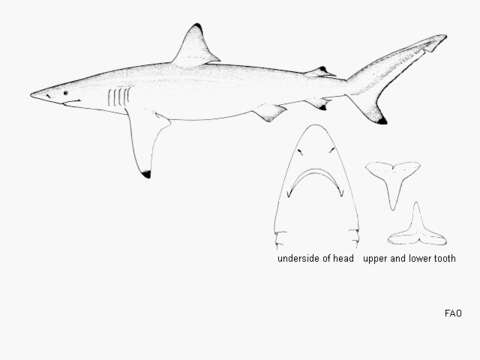 Image of Spinner Shark