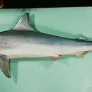 Köpek balığı resmi