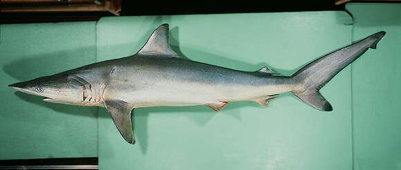 Image of Spinner Shark