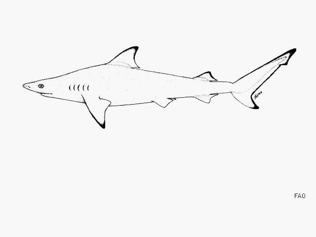 Слика од Carcharhinus cautus (Whitley 1945)