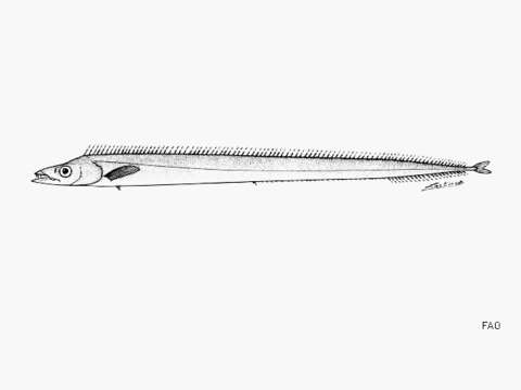 Image of Hawaiian ridge scabbardfish