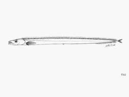 Image of Doubtful scabbardfish