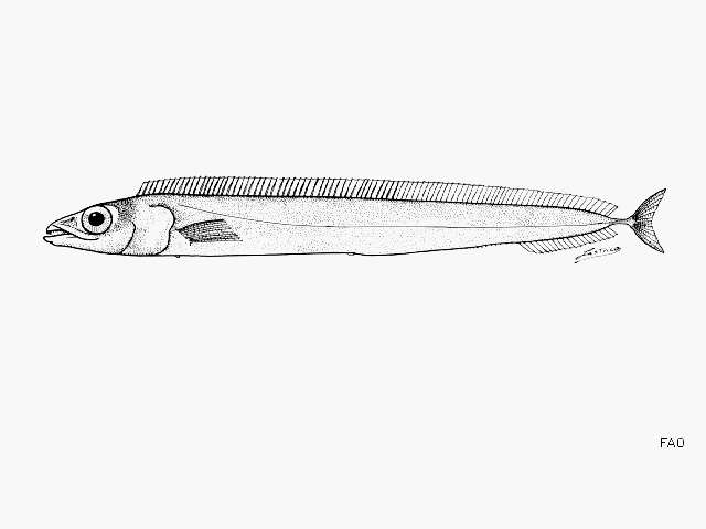 Image of Ghost scabbardfish