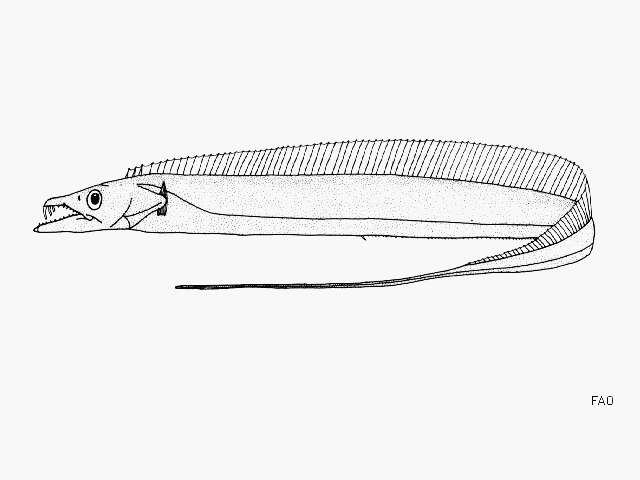 Image of Coromandal ribbonfish