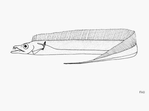 Image of Cutlass fish