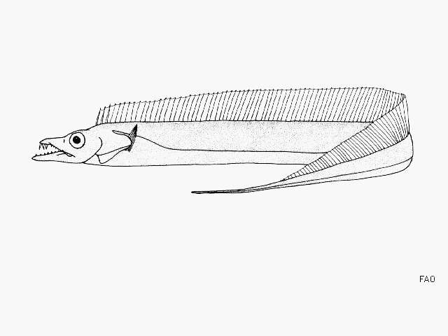 Image of Cutlass fish