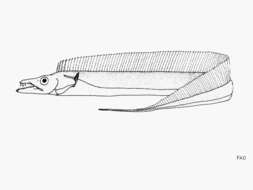 Image of Ganges hairtail
