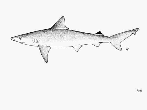 Image of Whitecheek Shark