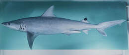 Image of Whitecheek Shark