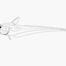 Image of Arrow-toothed grenadier fish