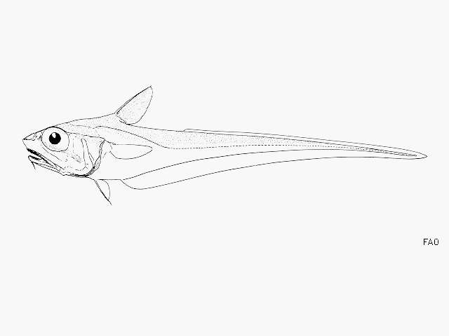 Image of Arrow-toothed grenadier fish