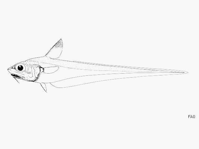 Plancia ëd Ventrifossa ctenomelas (Gilbert & Cramer 1897)