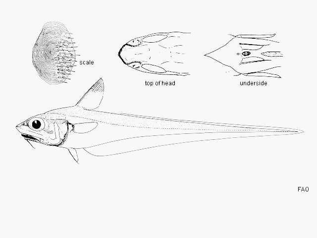 Image of Common grenadier fish