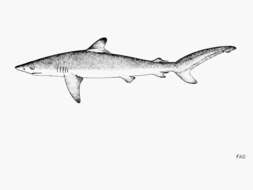 Image of Silky Shark
