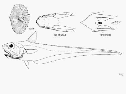 Image de Ventrifossa mucocephalus Marshall 1973