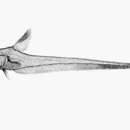 Image de Lucigadus nigromaculatus (McCulloch 1907)