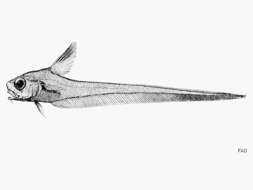Imagem de Lucigadus nigromaculatus (McCulloch 1907)