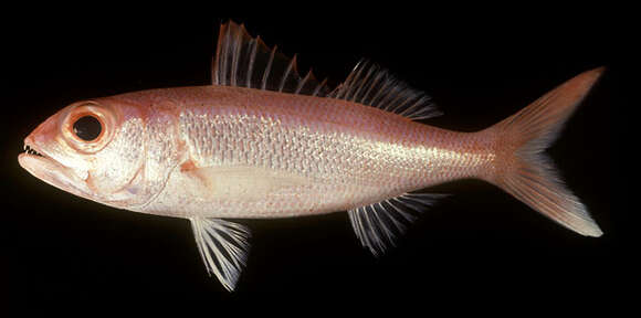 Image of Deepwater Red Snapper