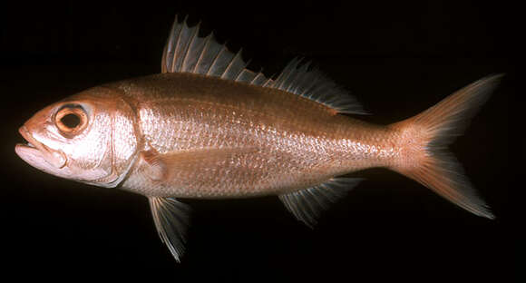 Image of Deepwater Red Snapper