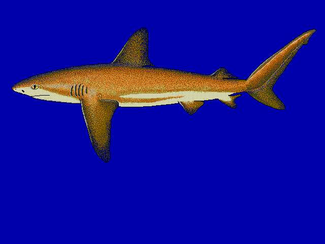 Image of Galapagos Shark