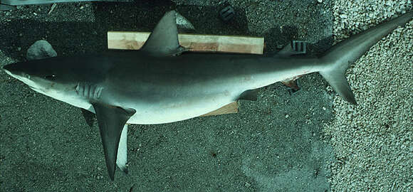 Image of Galapagos Shark