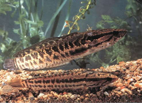 Image of Blotched snakehead