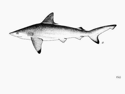Слика од Carcharhinus hemiodon (Müller & Henle 1839)