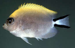 Image of Black-spot Angelfish