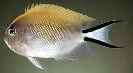 Image of Black-spot Angelfish