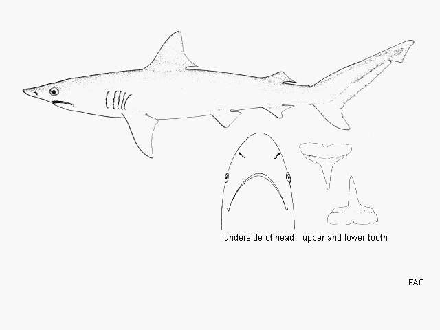 Слика од Carcharhinus isodon (Müller & Henle 1839)