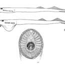 Image of Chilean lamprey