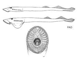 Image of Chilean lamprey