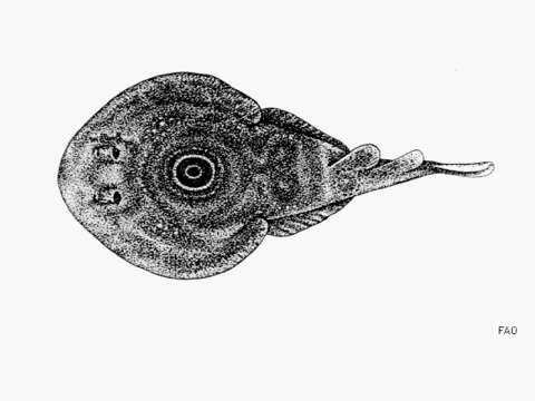 Image of Bullseye Electric Ray