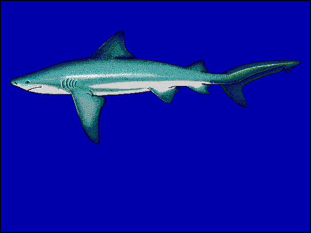 Image of Bull Shark