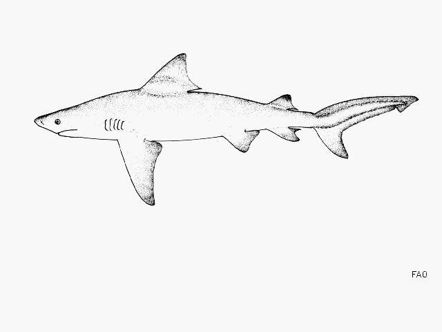 Image of Bull Shark