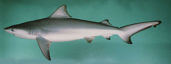 Image of Bull Shark