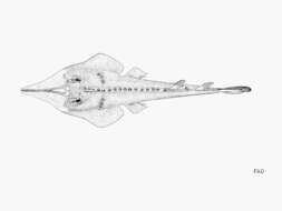 Image of Sharpnose Guitarfish