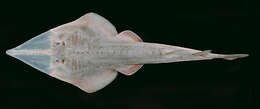 Image of Sharpnose Guitarfish