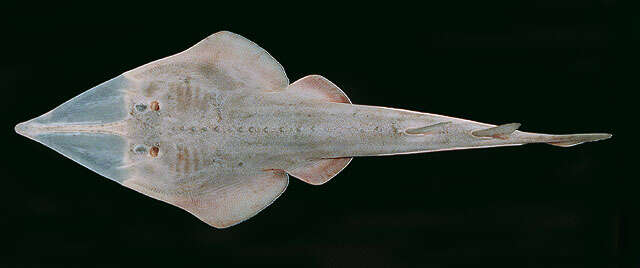 Image of Sharpnose Guitarfish