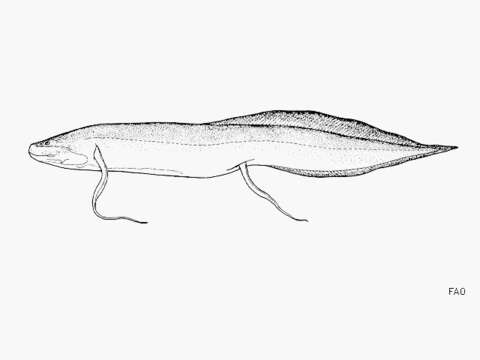 Image of Marbled lungfish