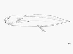 Image of lungfishes