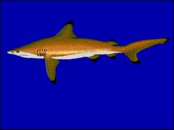 Image of Blacktip Shark