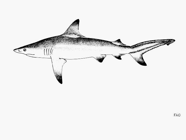 Image of Blacktip Shark