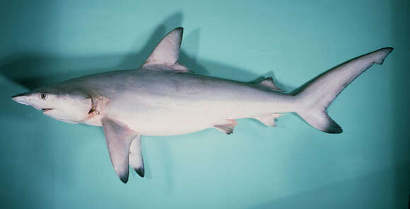 Image of Blacktip Shark