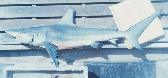 Image of Blacktip Shark