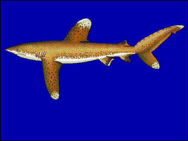Image of Oceanic Whitetip Shark
