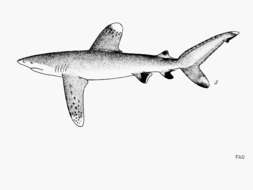 Image of Oceanic Whitetip Shark