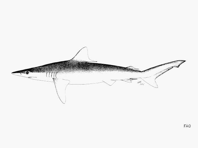 Carcharhinus macloti (Müller & Henle 1839) resmi