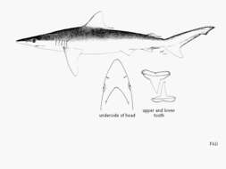 Image of Hardnose Shark